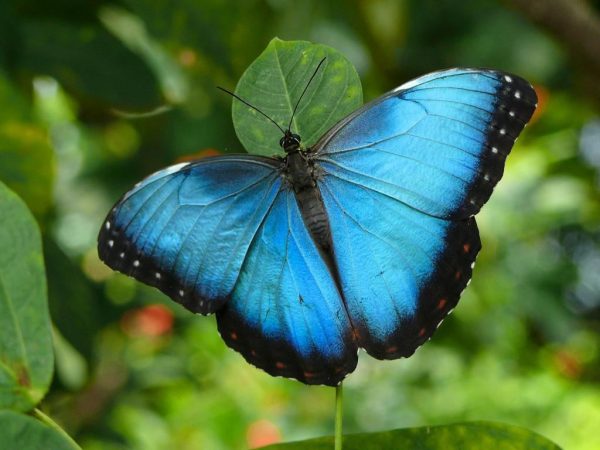 bluebutterfly